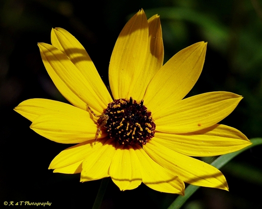 {Helianthus angustifolius}